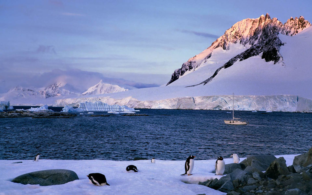 Dorian Bay, Penguins