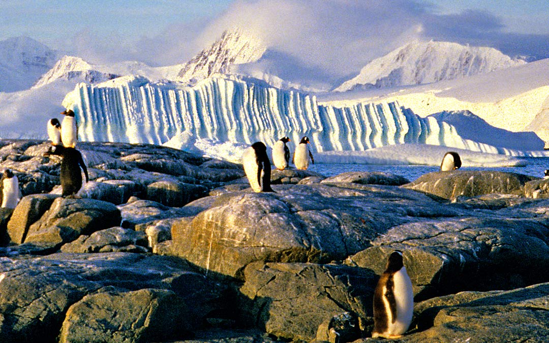 antarctic penguins