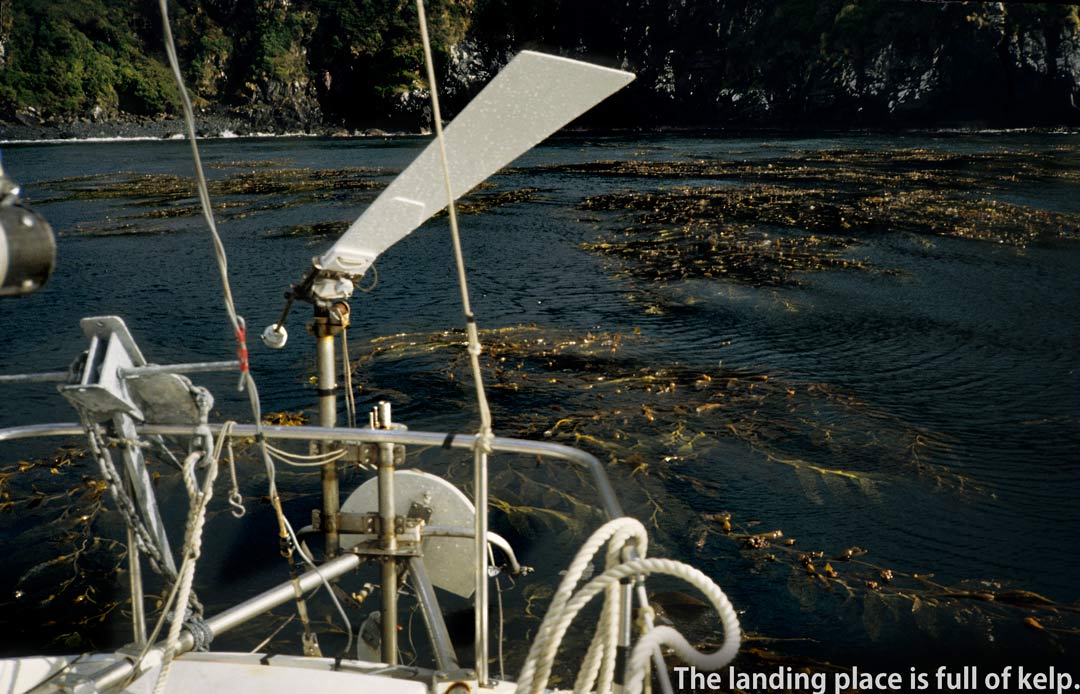 kelp at Cape Horn